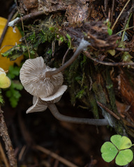 Arrhenia epichysium