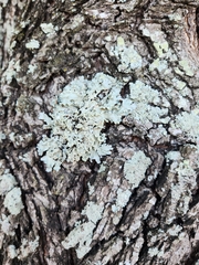 Myelochroa aurulenta