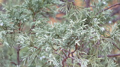 Juniperus