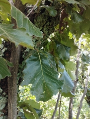 Quercus rugosa