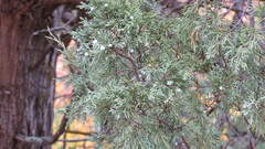 Juniperus