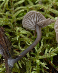 Arrhenia epichysium