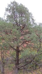 Juniperus