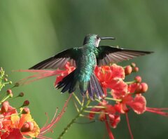 Chrysuronia coeruleogularis