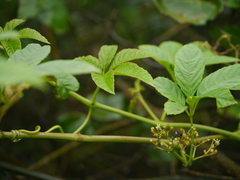 Cissus elongata