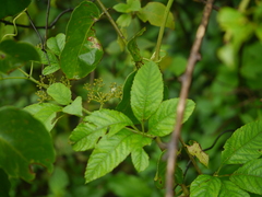 Cissus elongata