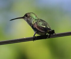 Chrysuronia coeruleogularis