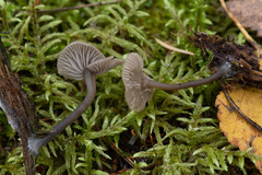 Arrhenia epichysium