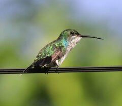 Chrysuronia coeruleogularis