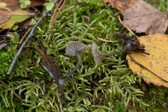 Arrhenia epichysium