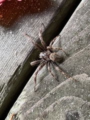 Araneus saevus