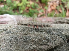 Chrysaeglia magnifica