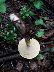 Hygrophorus lucorum