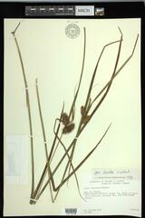 Carex lurida