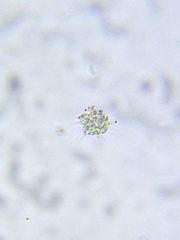 Heliozoa