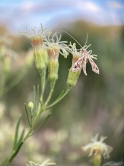 Lineodes integra