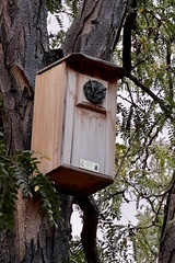 Megascops kennicottii