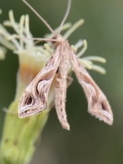 Lineodes integra