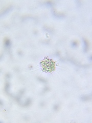 Heliozoa