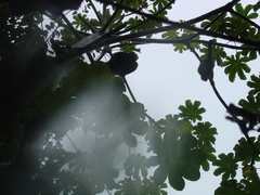 Cecropia obtusifolia