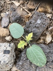 Ficus carica