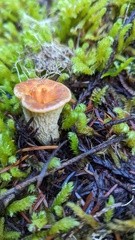 Turbinellus kauffmanii