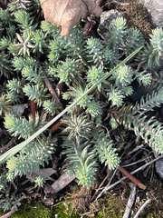 Petrosedum