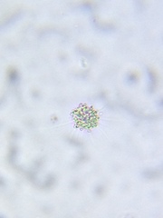 Heliozoa