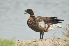 Branta bernicla