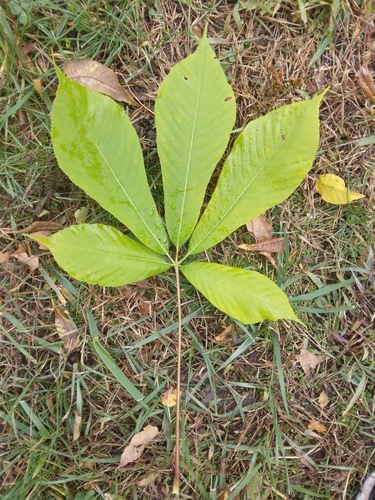 Paprastasis kaštonas nuotrauka