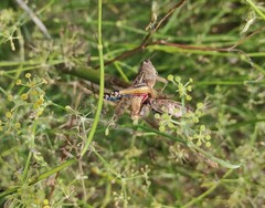 Eyprepocnemis plorans