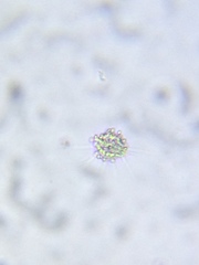 Heliozoa
