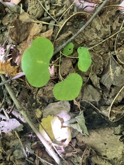 Passiflora lutea