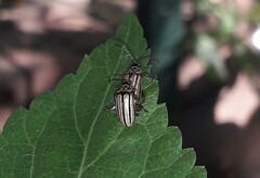 Disonycha bicarinata