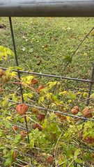 Cardiospermum halicacabum