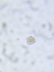Heliozoa