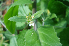 Pseudoturritis turrita