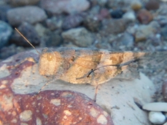 Trimerotropis pallidipennis