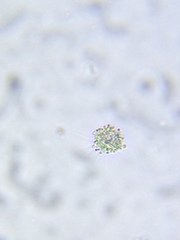 Heliozoa