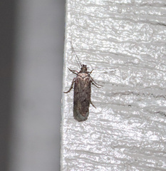 Platyedra subcinerea