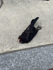 Corvus brachyrhynchos