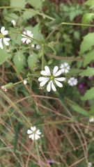 Stellaria chilensis