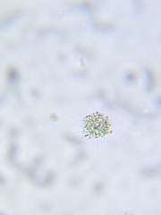 Heliozoa