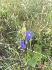 Gentianopsis thermalis