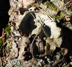 Umbilicaria hirsuta