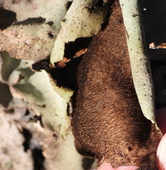 Umbilicaria hirsuta