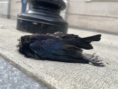 Corvus brachyrhynchos
