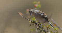 Fringilla coelebs africana