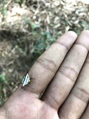 Gasteracantha geminata