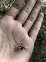 Gasteracantha geminata
